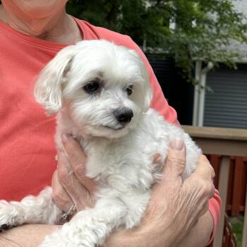 Sugar Bear D12209 -  Maltese Dog for Adoption - Sugar Bear D12209 | PetCurious