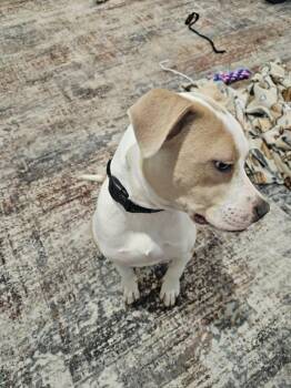 Terrier Dogs Available for Adoption - SODA POP | PetCurious