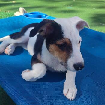 Lark -  Hound and Mixed Breed Dog for Adoption in Shorewood, Illinois - Lark | PetCurious
