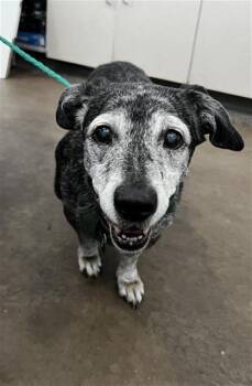 LILLI -  Mixed Breed Dog for Adoption in Dallas, Texas - LILLI | PetCurious