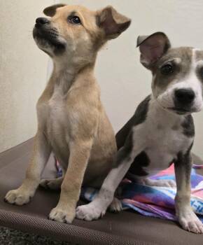 jack field puppy1 -  Labrador Retriever Dog for Adoption in Humble, Texas - Jack Field Puppy1 | PetCurious