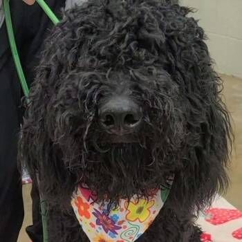 Ringo -  Poodle Dog for Adoption in Woolwich, Maine - Ringo | PetCurious