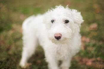 Rescue Miniature Poodle and Mixed Breed Dogs for Adoption in Gradyville, Kentucky - Tobias | PetCurious