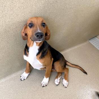 Debbie -  Beagle and Treeing Walker Coonhound Dog for Adoption in Monroe, Georgia - Debbie | PetCurious