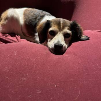 Rescue Spaniel Dogs for Adoption in Richmond, Texas - Gladys | PetCurious