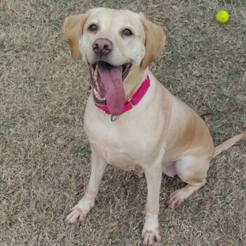 Labrador Retriever Dogs Available for Adoption - Stella | PetCurious