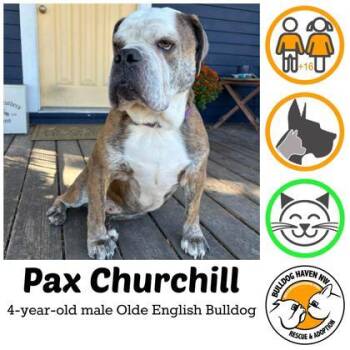 PAX CHURCHILL -  English Bulldog Dog for Adoption in Bonney Lake, Washington - PAX CHURCHILL | PetCurious