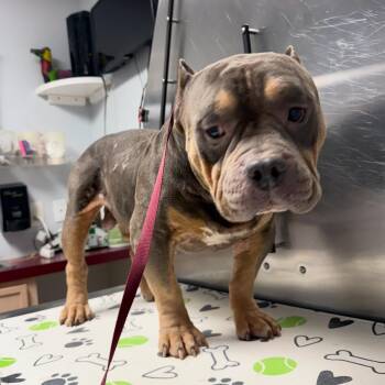 Boulder -  Bulldog Dog for Adoption in Blue Springs, Missouri - Boulder | PetCurious