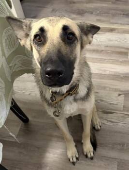 HUXLEY -  German Shepherd Dog Dog for Adoption in San Antonio, Texas - HUXLEY | PetCurious