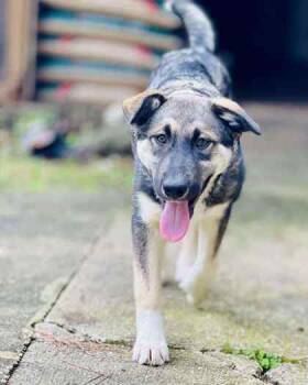 Rescue German Shepherd Dog and Mixed Breed Dogs for Adoption in River Ridge, Louisiana - Rome | PetCurious