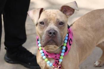 Mixed Breed Dogs Available for Adoption - Puma | PetCurious