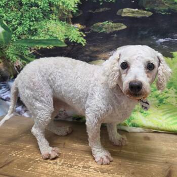 Munchkin -  Bichon Frise Dog for Adoption in Normal, Illinois - Munchkin | PetCurious