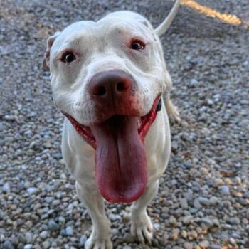 Rescue Terrier and Mixed Breed Dogs for Adoption in Mount Vernon, Indiana - Savvy | PetCurious