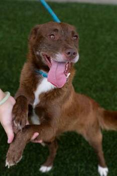 COCO -  Great Pyrenees and Labrador Retriever Dog for Adoption in Baytown, Texas - COCO | PetCurious