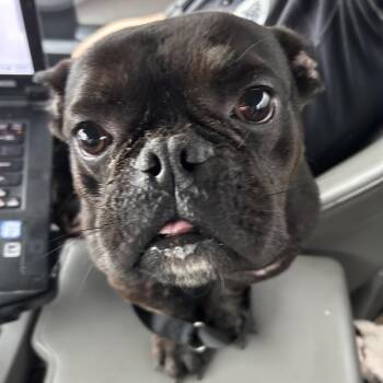 French Bulldog and English Bulldog Dogs Available for Adoption in Galveston, Texas - Meatball | PetCurious