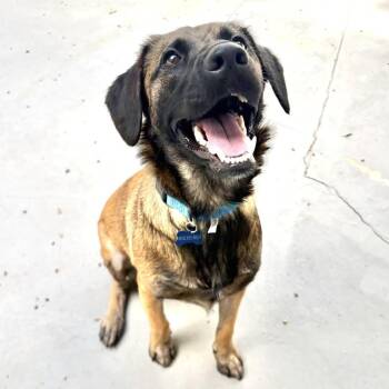 Lucky -  Cocker Spaniel and Belgian Shepherd Malinois Dog for Adoption in Los Angeles, California - Lucky | PetCurious