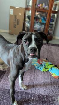 KALI -  Boxer Dog for Adoption in Park Row, Texas - KALI | PetCurious