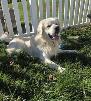 Rescue Golden Retriever Dogs for Adoption in Manhasset, New York - Conor | PetCurious