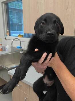 Fried Oreo -  Rottweiler and Mixed Breed Dog for Adoption in Chillicothe, Ohio - Fried Oreo | PetCurious