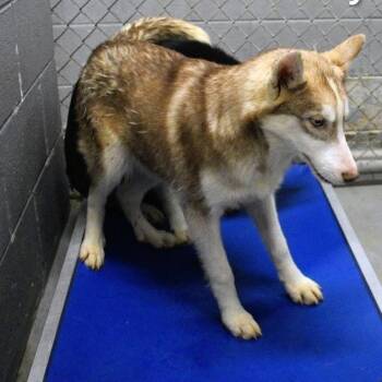 Husky Dogs Available for Adoption in Fairfax Station, Virginia - Jake | PetCurious