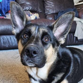 Anikan -  Shepherd and Australian Cattle Dog Blue Heeler Dog for Adoption in Cashmere, Washington - Anikan | PetCurious