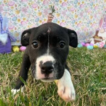 Rescue Staffordshire Bull Terrier Dogs for Adoption in Spring, Texas - Harper | PetCurious