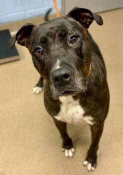 Maxxi -  Mixed Breed Dog for Adoption in Chamblee, Georgia - Maxxi | PetCurious