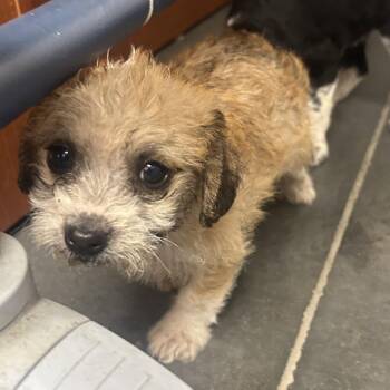 Mixed Breed Dogs Available for Adoption - Brownie | PetCurious