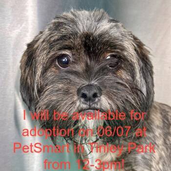 Shirley Temple -  Mixed Breed Dog for Adoption in Matteson, Illinois - Shirley Temple | PetCurious