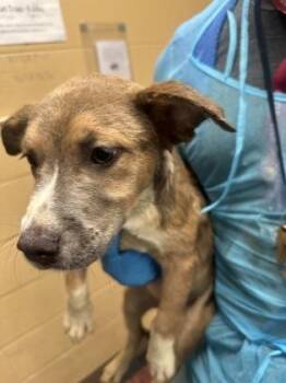 Dunkin Donuts -  Mixed Breed Dog Available for Adoption in Wichita, Kansas - Dunkin Donuts | PetCurious