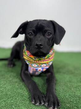 Pug and Chihuahua Dogs Available for Adoption in Carlsbad, California - Maui | PetCurious