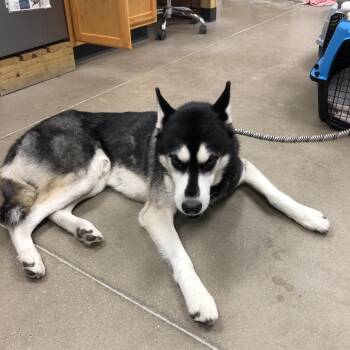 YORK-Stray-16797 -  Husky Dog for Adoption in York, Pennsylvania - YORK-Stray-16797 | PetCurious