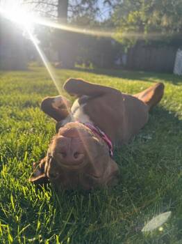 Cocoa Bear (26-100 D) -  Labrador Retriever Dog for Adoption in Lansing, Michigan - Cocoa Bear (26-100 D) | PetCurious