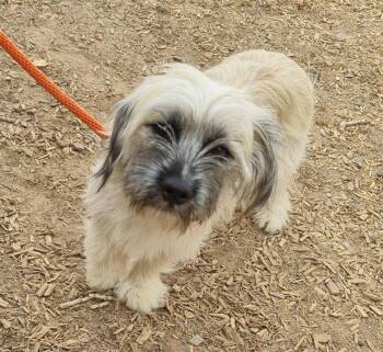 SARAH -  Shih Tzu and Mixed Breed Dog for Adoption in Albuquerque, New Mexico - SARAH | PetCurious