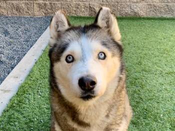 SAVE ME PLEASE Kiara - IDA507626 -  Siberian Husky Dog for Adoption in San Marcos, California - SAVE ME PLEASE Kiara - IDA507626 | PetCurious