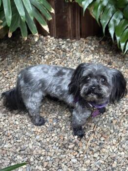 Tiffany -  Shih Tzu Dog for Adoption in Mundelein, Illinois - Tiffany | PetCurious