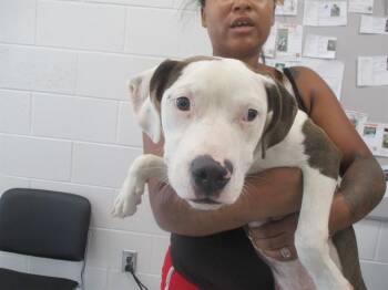 A387833 -  American Staffordshire Terrier Dog for Adoption in Ocala, Florida - A387833 | PetCurious