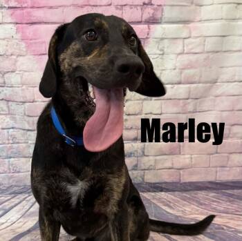Hound Dogs Available for Adoption in Quincy, Michigan - Marley | PetCurious