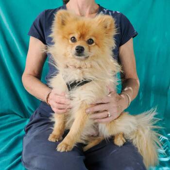 OSO bonded to FRIDA -  Pomeranian Dog for Adoption in Richmond, California - OSO Bonded To FRIDA | PetCurious