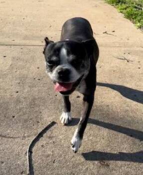 Boston Terrier Dogs Available for Adoption - Merry In MO | PetCurious