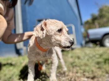 Ruger -  Miniature Poodle Dog for Adoption in Chuckey, Tennessee - Ruger | PetCurious