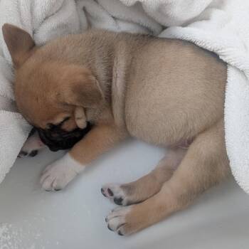 Mastiff and Mixed Breed Dogs Available for Adoption - Chanterelle | PetCurious