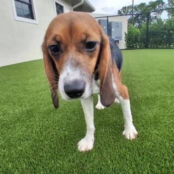 Lemon Meringue 4586 -  Beagle Dog for Adoption in Loxahatchee Groves, Florida - Lemon Meringue 4586 | PetCurious