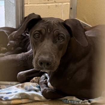 Doberman Pinscher Dogs Available for Adoption - TEDDY BEAR | PetCurious