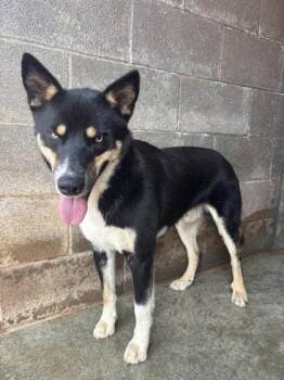 Bale Ryder -  Siberian Husky and Shepherd Dog for Adoption in Munfordville, Kentucky - Bale Ryder | PetCurious