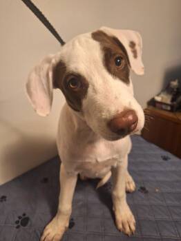Indy -  German Shorthaired Pointer Dog for Adoption in Melbourne, Arkansas - Indy | PetCurious