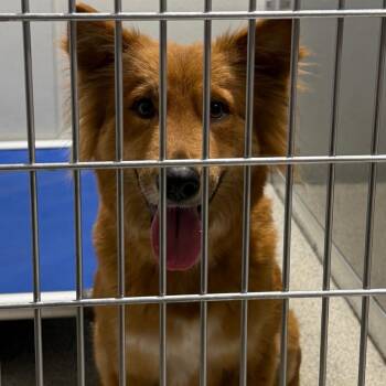 Kosher -  Mixed Breed Dog for Adoption in Tampa, Florida - Kosher | PetCurious