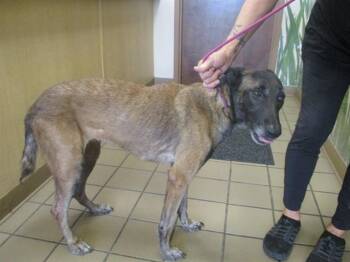 KILA -  Belgian Shepherd Malinois Dog for Adoption in Ocala, Florida - KILA | PetCurious
