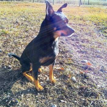 Rescue Chihuahua Dogs for Adoption in Oroville, Washington - Chico | PetCurious