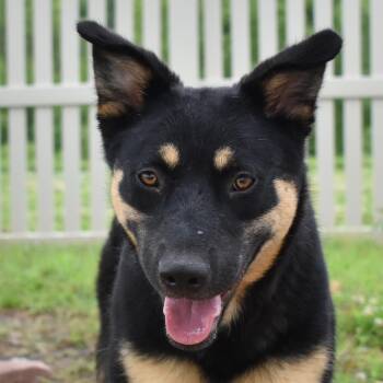 Tansy -  Shepherd Dog Available for Adoption in Auburn, Nebraska - Tansy | PetCurious